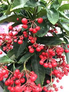 Природа 718.png